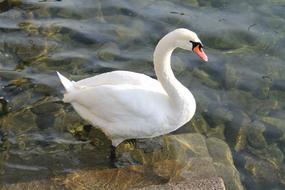 white swan resting on a pond