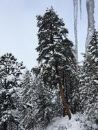 Colorado Winter Snow