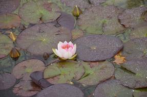 Pink Water Lily Aquatic Plant
