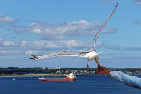 catch a seagull by the paw on the shore of the Baltic Sea