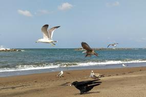 Sea Beach Gull