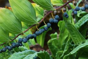 Berry Blue Plant