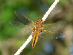 orange dragonfly on a white branch