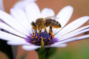 Bee Flower Honey