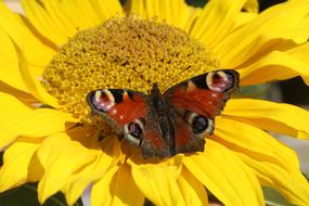 Butterfly Insect Yellow on flower