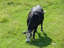 Cow Nature