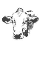 Beautiful, black and white portrait drawing of the cow, at white background