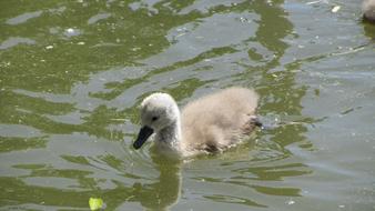 grey young Swan on water
