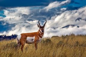 Pronghorn Deer Animal