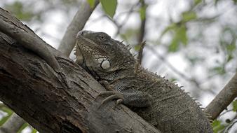 Iguana Tree Nature