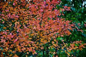 colorful, orange and red leaves on a tree