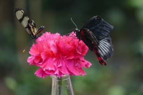 two butterflies on a pink carnation close-up on a blurred background