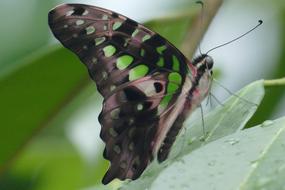 incredible Butterfly Insect Nature