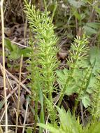 Horsetail Grass Plant