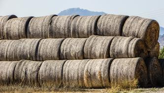 dry hay bales in the field