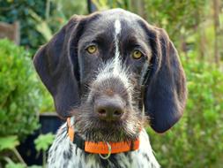 charming Dog Animal