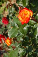 orange roses on the bushes