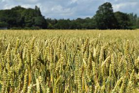 Wheat Field Agriculture