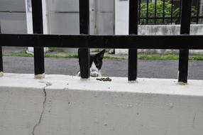 cat feeding