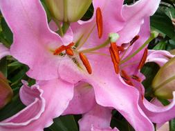 blooming purple lily, close-up