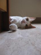 charming Cat Lying