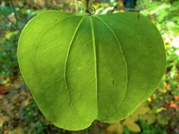 Leaf Colours Green