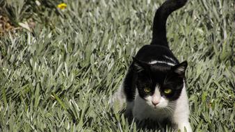 black cat with white spots hunts in the grass