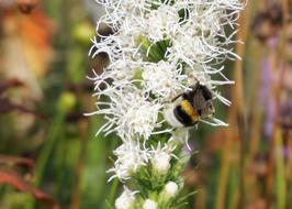 insect on a white long inflorescence close-up on a blurred background
