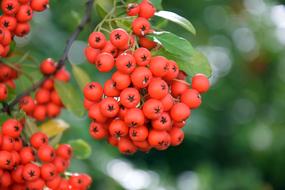 Berries Plant Red