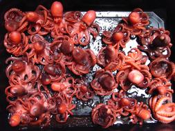 fried sea octopus