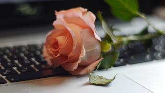 Rose Keyboard Still Life