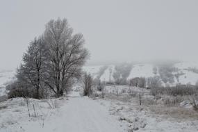 Winter Nature Landscape