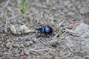 black glossy bug