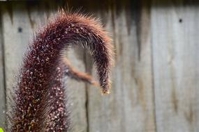 Autumn Poaceae Pennisetum Setaceum