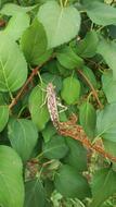 gray grasshopper on a green tree