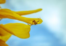 Spider Sunflower Nature