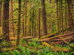 Green Tree Landscape