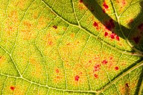 Wine Leaf Harvest