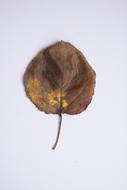 dry autumn leaf in the air