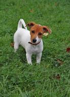 gorgeous Jack-Russel Puppy