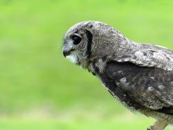 hunting grey owl