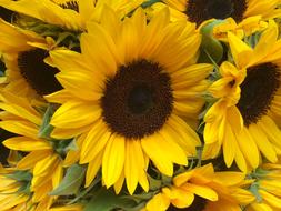 Sunflower Yellow plants