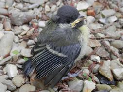 small bird on the stones close-up