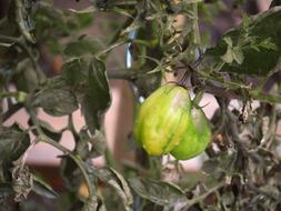 green tasty tomatoes