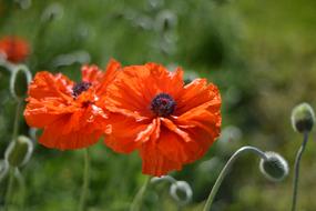 Poppy Bed Plant