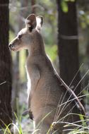 portrait of australian kangaroo in the forest