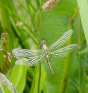 dragonfly with transparent wings on a green plant background
