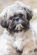 Shih Tzu Puppy close up