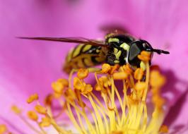 gorgeous bee Insect