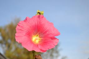 Stock Rose Blossom Bloom Close